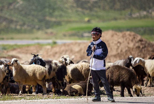 تأمین 25 درصدی گوشت قرمز چهارمحال و بختیاری توسط عشایر