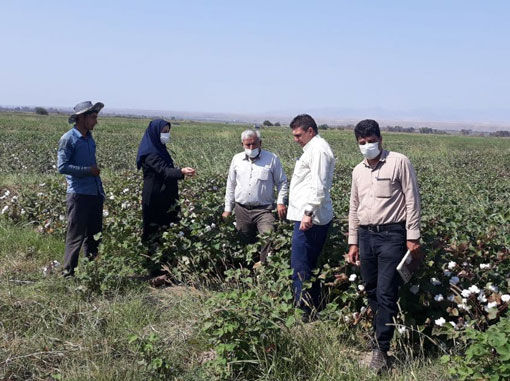 بکارگیری آفت کش های گیاهی طبیعی در کنترل کرم قوزه پنبه در خداآفرین