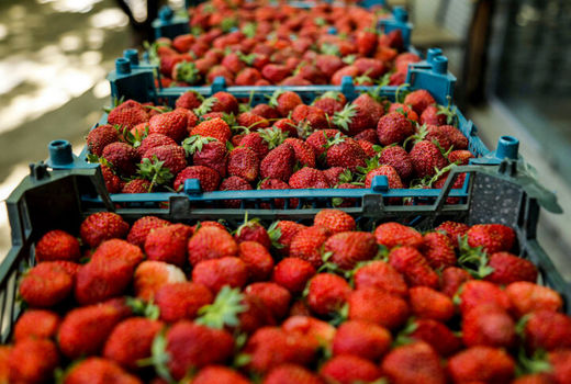 توت فرنگی، شاه‌ میوه کردستان