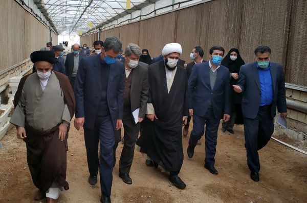 بشرویه، قطب تولید طلای سفید خراسان جنوبی