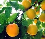 8224 هکتار باغات استان سمنان زیر کشت زردآلو است