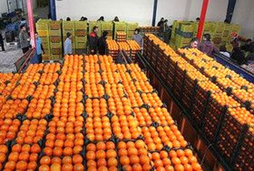 کسب رتبه اول استان قزوین در فروش میوه شب عید