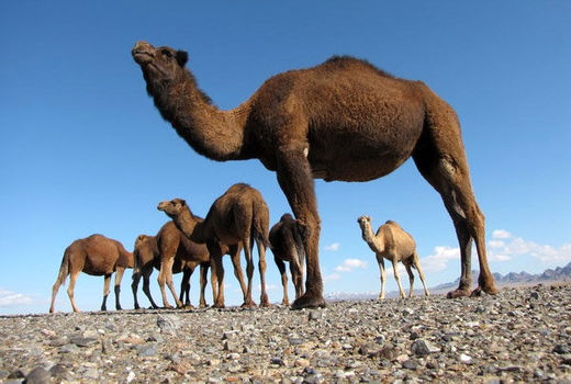 شتر، شگفتی‌آفرین بیابان‌های سمنان شد