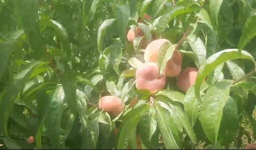 مراغه در مسیر بازارهای جهانی؛ صادرات ۴۲ تن هلو از ۴۱۲ هکتار باغات