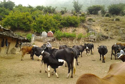 ارائه خدمات اصلاح نژاد رایگان به گاوداری‌های سنتی و روستایی