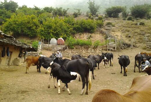 ارائه خدمات اصلاح نژاد رایگان به گاوداری‌های سنتی و روستایی