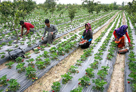 طرح‌های کشاورزی تسهیلات بهین یاب دریافت می‌کنند
