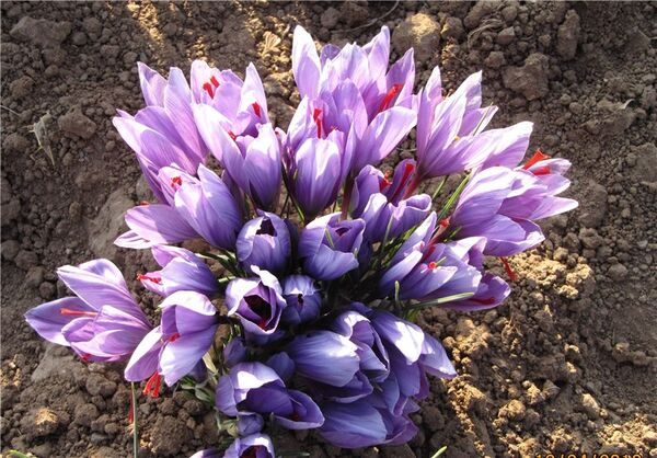 ۸۲ هزار هکتار اراضی خراسان رضوی زیر کشت زعفران