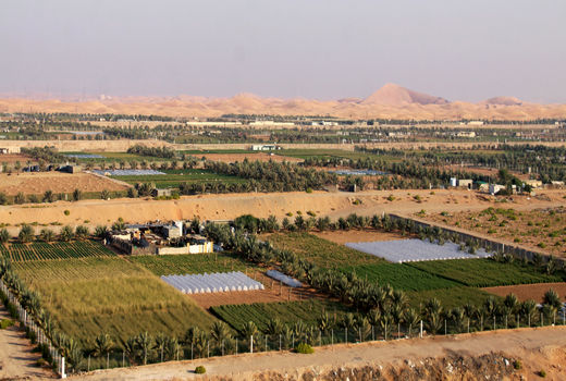 کاهش سطح زیر کشت؛ زنگ خطر امنیت غذایی