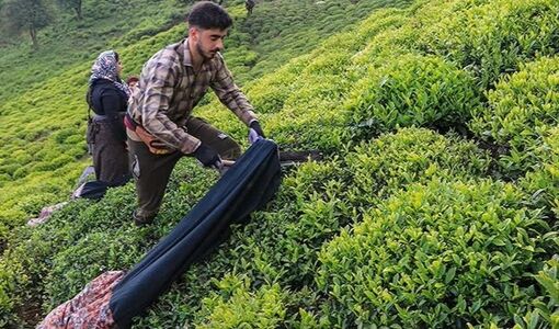 مدیریت تغذیه و زمان برداشت، کلید کیفیت چای