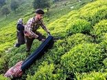 مدیریت تغذیه و زمان برداشت، کلید کیفیت چای