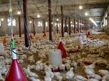 رشد 15 درصدی تولید گوشت مرغ در استان مرکزی