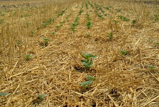 کشت دانه روغنی کنجد در مُهر افزایش یافت