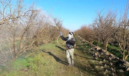 شروع عملیات تغذیه باغ‌های فارس در سطحی بیش از 388 هزار هکتار