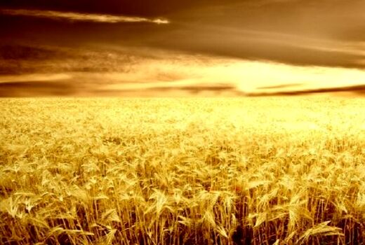 آغاز برداشت ۸ هزار هکتار گندم در شهرستان خداآفرین