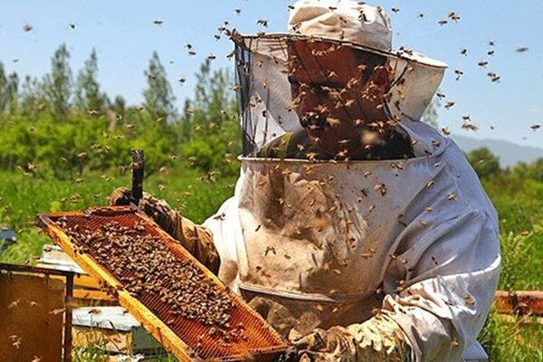 
توزیع شکر یارانه ای  بین زنبورداران نی ریز
