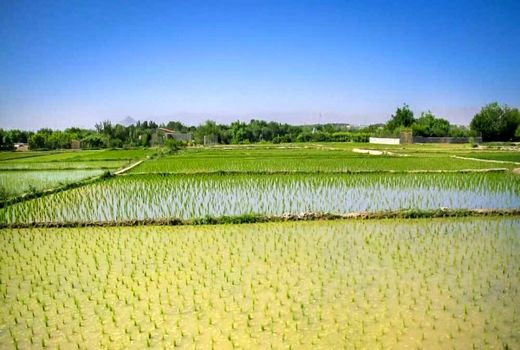 سطح زیرکشت برنج در استان اصفهان به ۵۳۰۰ هکتار رسیده است