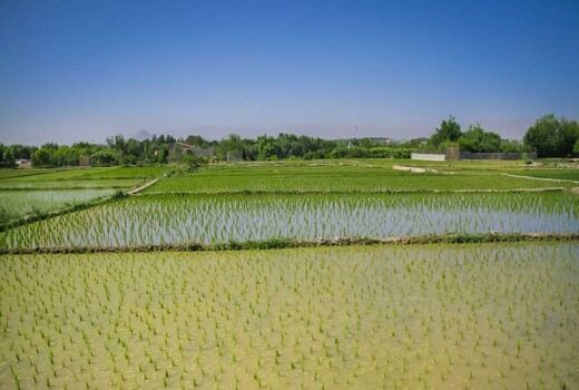 سطح زیرکشت برنج در استان اصفهان به ۵۳۰۰ هکتار رسیده است