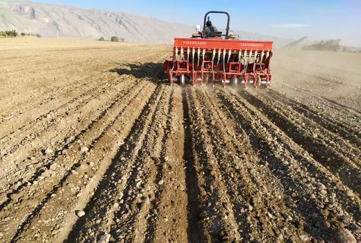 کشت گندم در فیروزآباد آغاز شد