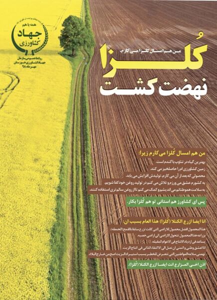  80 هزار هکتار از مزارع استان خوزستان به کشت کلزا اختصاص می‌یابد