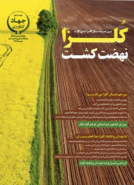 80 هزار هکتار از مزارع استان خوزستان به کشت کلزا اختصاص مییابد
