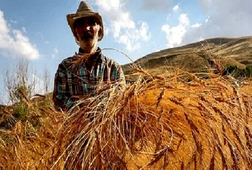 پرداخت مطالبات گندم‌کاران یزدی به‌زودی انجام خواهد شد