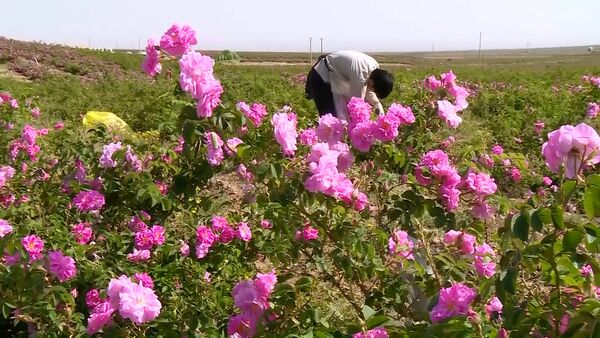 کاشان، رتبه نخست میزان تولید گل محمدی در کشور