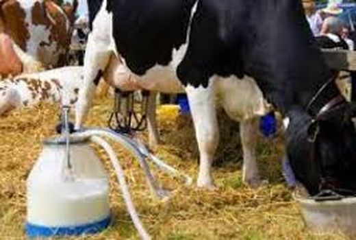 تولید 8 هزار تن شیر در خرمشهر