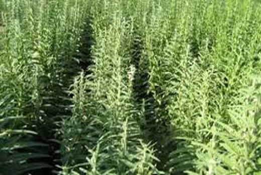 آموزش قدم به قدم کاشت کنجد به کشاورزان رامشیری