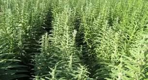 آموزش قدم به قدم کاشت کنجد به کشاورزان رامشیری