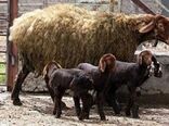 افزایش راندمان بره دهی با  اجرای طرح اصلاح نژاد دام سبک 