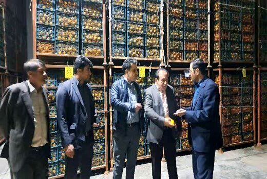 توزیع میوه ایام پایانی سال از هفته آینده در سراسر استان کهگیلویه و بویراحمد