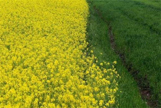 آغاز کشت پاییزه گندم و جو در استان تهران
