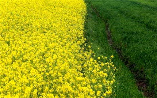 آغاز کشت پاییزه گندم و جو در استان تهران