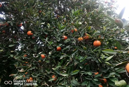 صدور شناسنامه باغات در کازرون