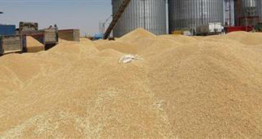 خریداری بیش از 1.3 میلیون تن گندم توسط تشکل‌های تعاون روستایی