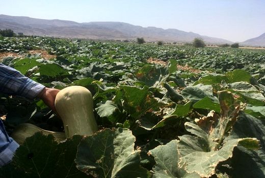 کدو های تنبل قیروکارزین به روسیه می روند