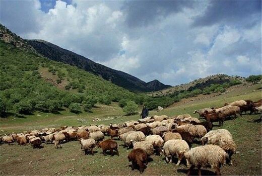 طرح مدیریت چرای دام در مراتع چهارمحال و بختیاری اجرا شد