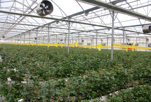 فرماندار فیروزکوه خواستار حمایت تمامی دستگاه ها از توسعه طرح های گلخانه ای شد