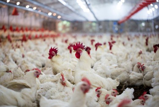 حمایت 216 میلیارد ریالی بانک کشاورزی از مزرعه پرورش مرغ مادر و مرغداری گوشتی مدرن در مازندران 