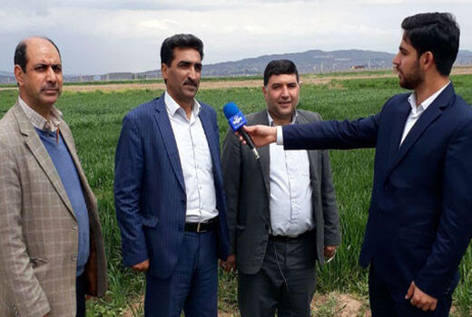 اجرای طرح پی وی اس گندم آبی در شهرستان جلفا