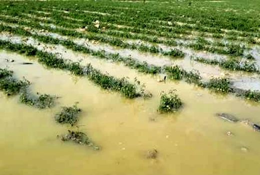 افزایش 93درصدی پرداخت غرامت به کشاورزان خراسان شمالی
