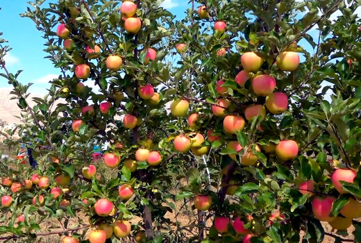  اهر سومین شهرستان تولیدکننده سیب در آذربایجان شرقی