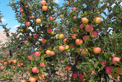  اهر سومین شهرستان تولیدکننده سیب در آذربایجان شرقی
