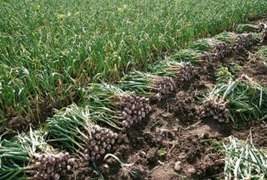 ۲۵۲تن سیر در مزارع کشاورزی شهرستان البرز تولید می‌شود