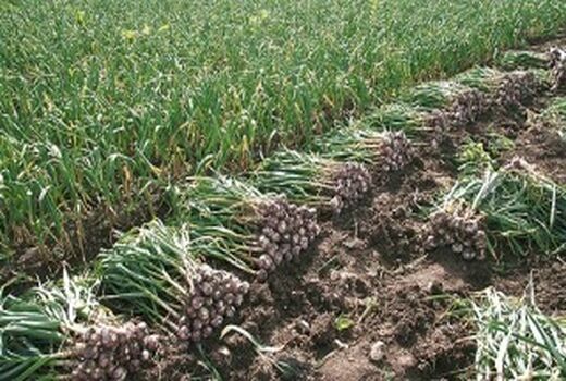 ۲۵۲تن سیر در مزارع کشاورزی شهرستان البرز تولید می‌شود
