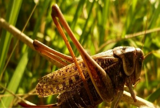 مبارزه با ملخ های بومی در ۱۱ هزار هکتار از اراضی استان اصفهان