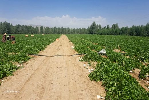 تولید 6 هزار تن خربزه در مزارع زرین دشت