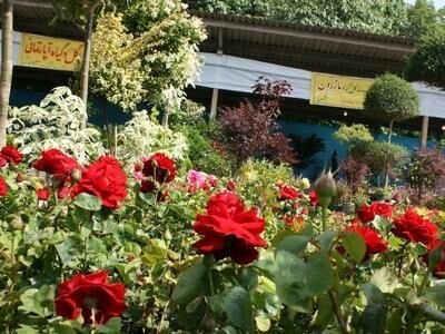 صادرات 900 هزار دلاری گل از تنکابن به خارج کشور
