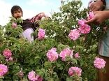 ۵ تن گل محمدی از گلستانهای رفسنجان در سال جاری 